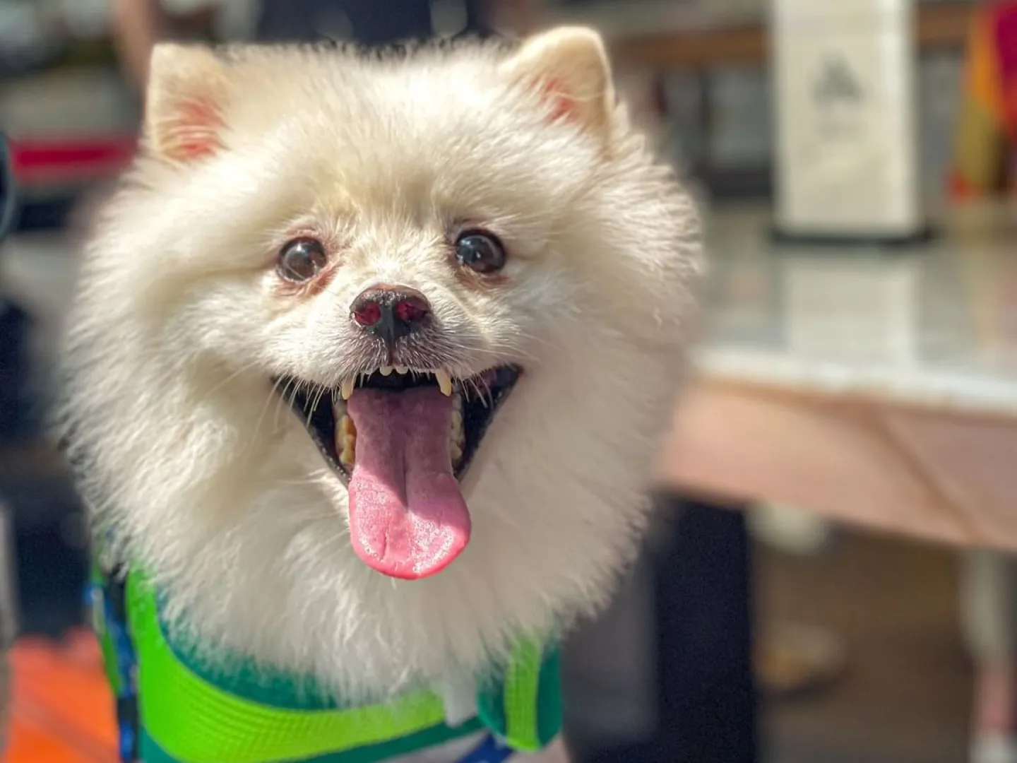 トラス・ストリートの「エレメント」にて「ポーズ＆プレイ」