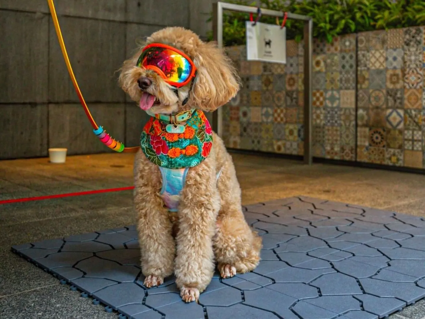 トラス・ストリートの「エレメント」にて「ポーズ＆プレイ」