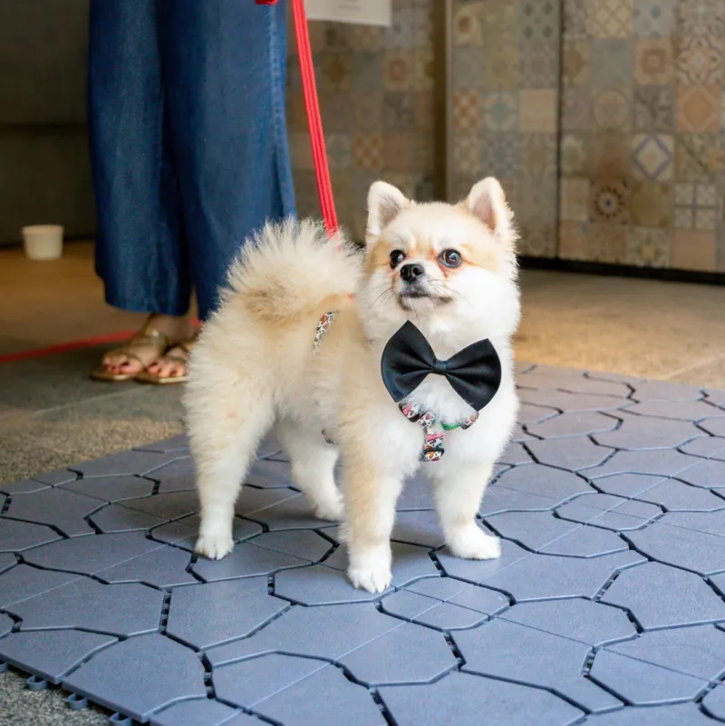 トラス・ストリートの「エレメント」にて「ポーズ＆プレイ」